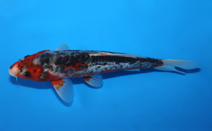 Shusui - koi #x0721a012 - Side View A