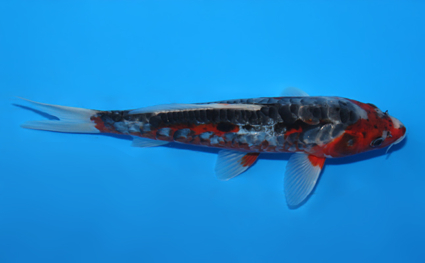 Shusui – koi #x0721a012 - Image 3