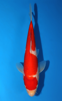 Kohaku - koi #x0721a016