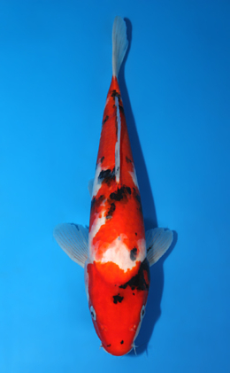 Showa - koi #x0721a017