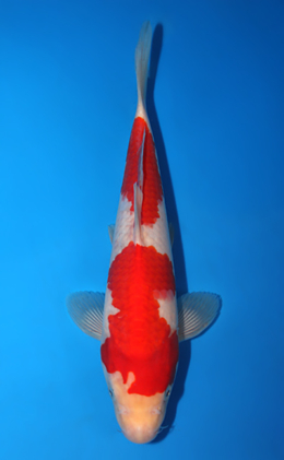 Kohaku - koi #x0721a018