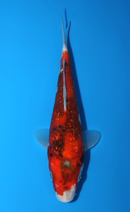 Ginrin Showa - koi #x0721a019