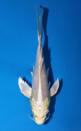 Hirenaga Platinum - koi #x0721a020