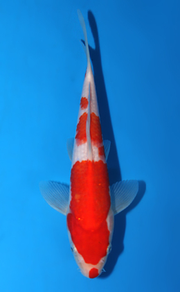 Kohaku - koi #x0721a021