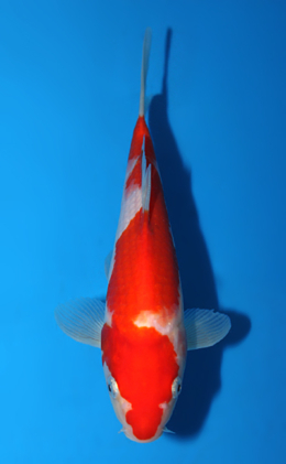 Kohaku - koi #x0721a023