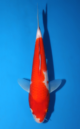 Kohaku - koi #x0721a025