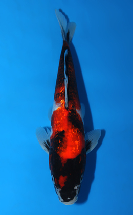 Ginrin Showa - koi #x0721a028