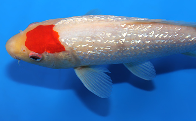【中古】 Change of Heart フィッシュ FISH Ginrin Tancho Kohaku - koi #x0721a029 - Maruhiro Koi Farm