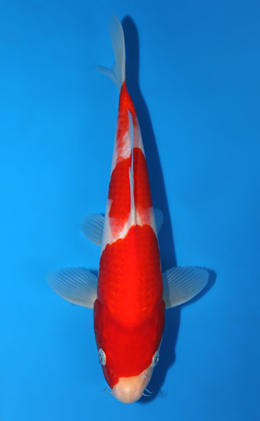 Kohaku - koi #x0721a030