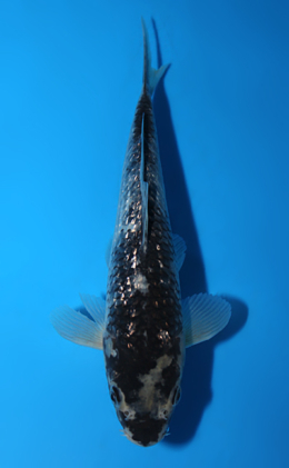 Kawari - koi #x0721a031