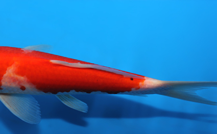 Kohaku - koi #x0721a032 - Side View A