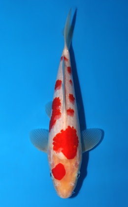 Kohaku - koi #x0721a037
