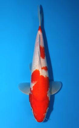 Kohaku - koi #x0721a042