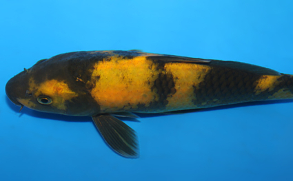 Ki Utsuri - koi #x0721a044 - Side View A