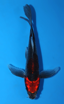 Hirenaga Kujyaku - koi #x0721a045