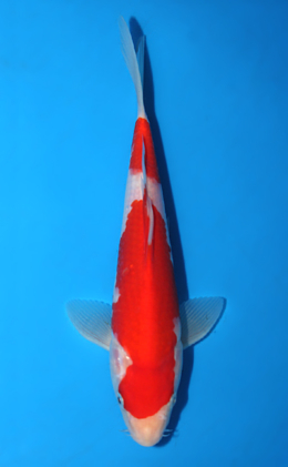 Kohaku - koi #x0721a046
