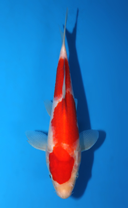 Kohaku - koi #x0721a047