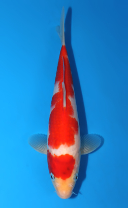 Kohaku - koi #x0721a050