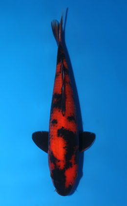 Hi Utsuri - koi #x0721a051
