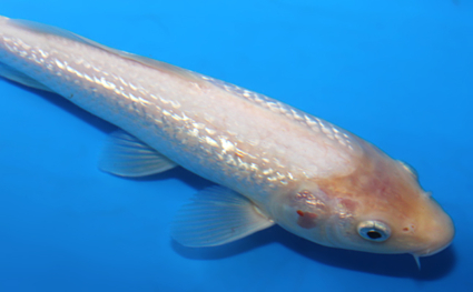 Ginrin Shiro muji   - koi #x0721a053 - Side View A