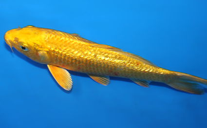 Ginrin Ogon - koi #x0721a056 - Side View A