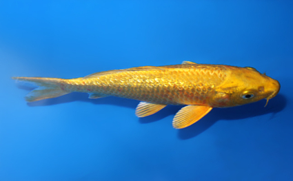 Ginrin Ogon – koi #x0721a056 - Image 3
