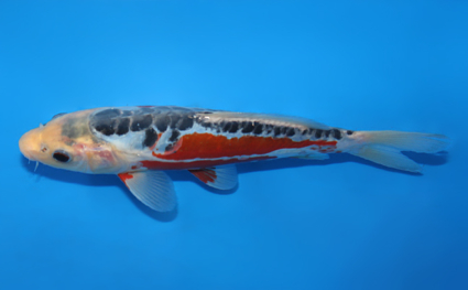 Shusui - koi #x0721a057 - Side View A