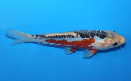 Shusui – koi #x0721a057 - Image 3