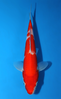Kohaku - koi #x0721a059