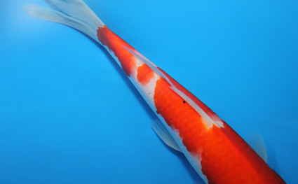 Kohaku - koi #x0721a059 - Side View A