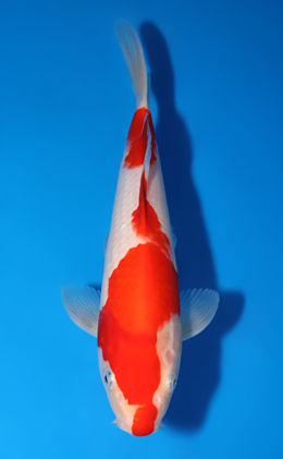 Kohaku - koi #x0722a001