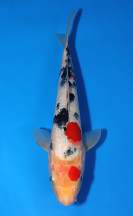 Taisho Sanke - koi #x0722a003