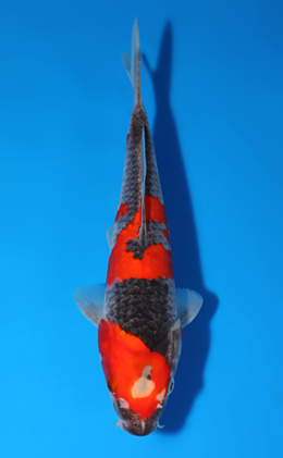Goshiki - koi #x0722a004