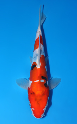 Doitsu Sanke - koi #x0722a008