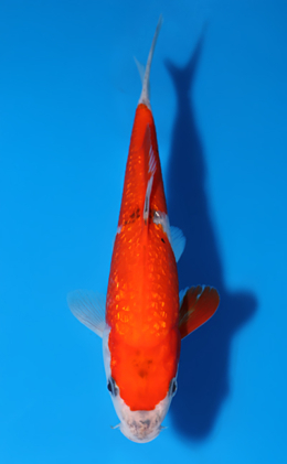 Ginrin Goshiki - koi #x0722a011