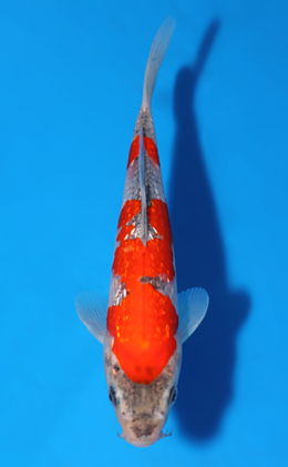 Ginrin Goshiki - koi #x0722a012