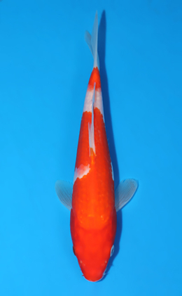 Kohaku - koi #x0722a016