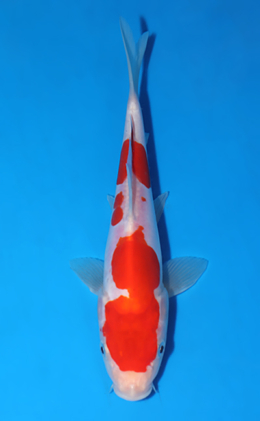 Doitsu Kohaku - koi #x0722a020