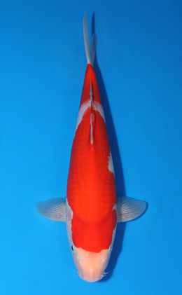 Kohaku - koi #x0722a026