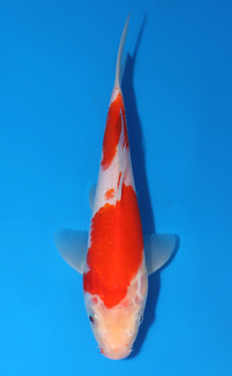 Kohaku - koi #x0722a029