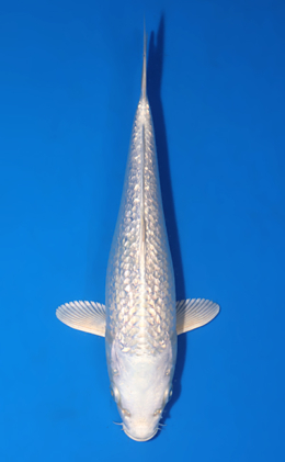 Ginrin Platinum - koi #x0722a030