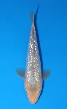 Kawari - koi #x0722a033
