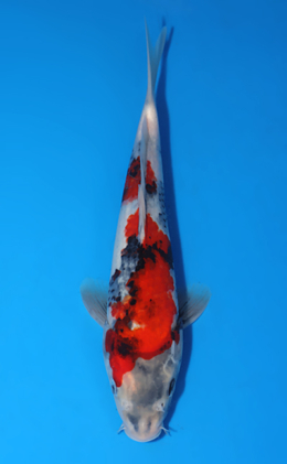 Showa - koi #x0722a040