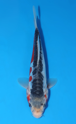 Shusui - koi #x0722a043