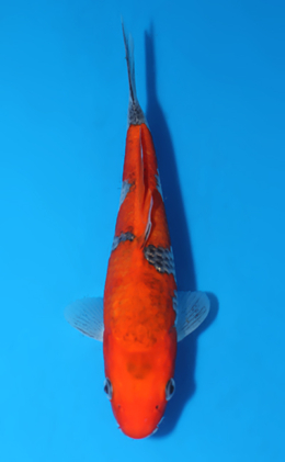 Goshiki - koi #x0722a044