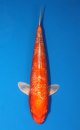 Orange Ogon - koi #x0722a045