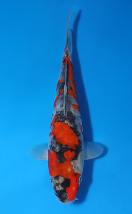 Goshiki - koi #x0722a046