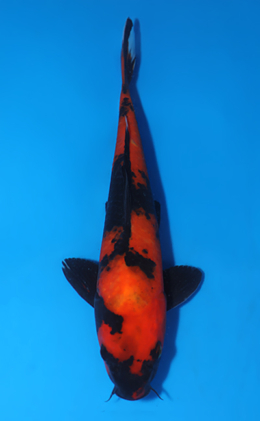Hi Utsuri - koi #x0722a047