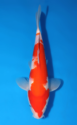 Kohaku - koi #x0722a048