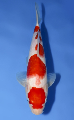 Kohaku - koi #x0723a003